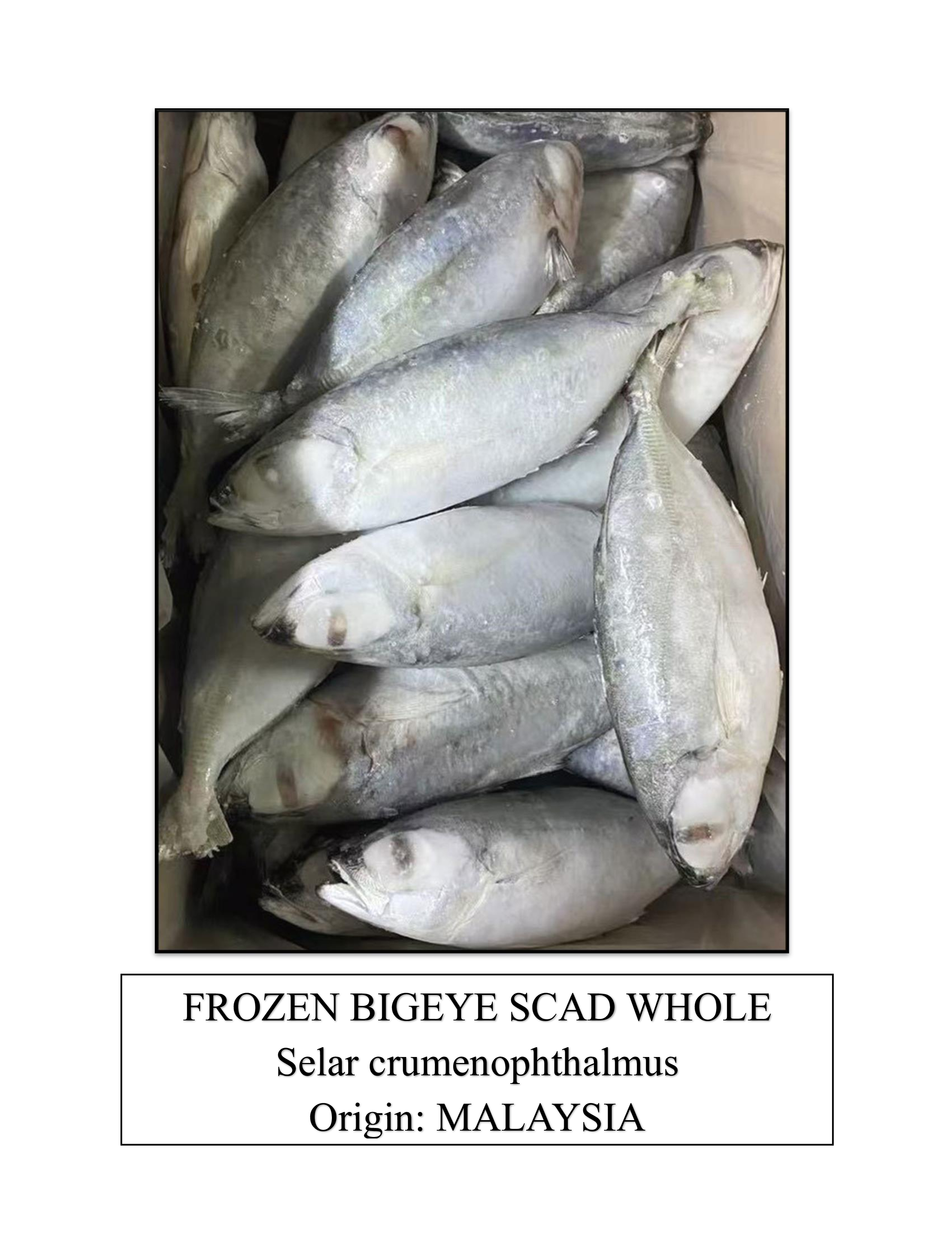 Frozen Bigeye Scad Whole